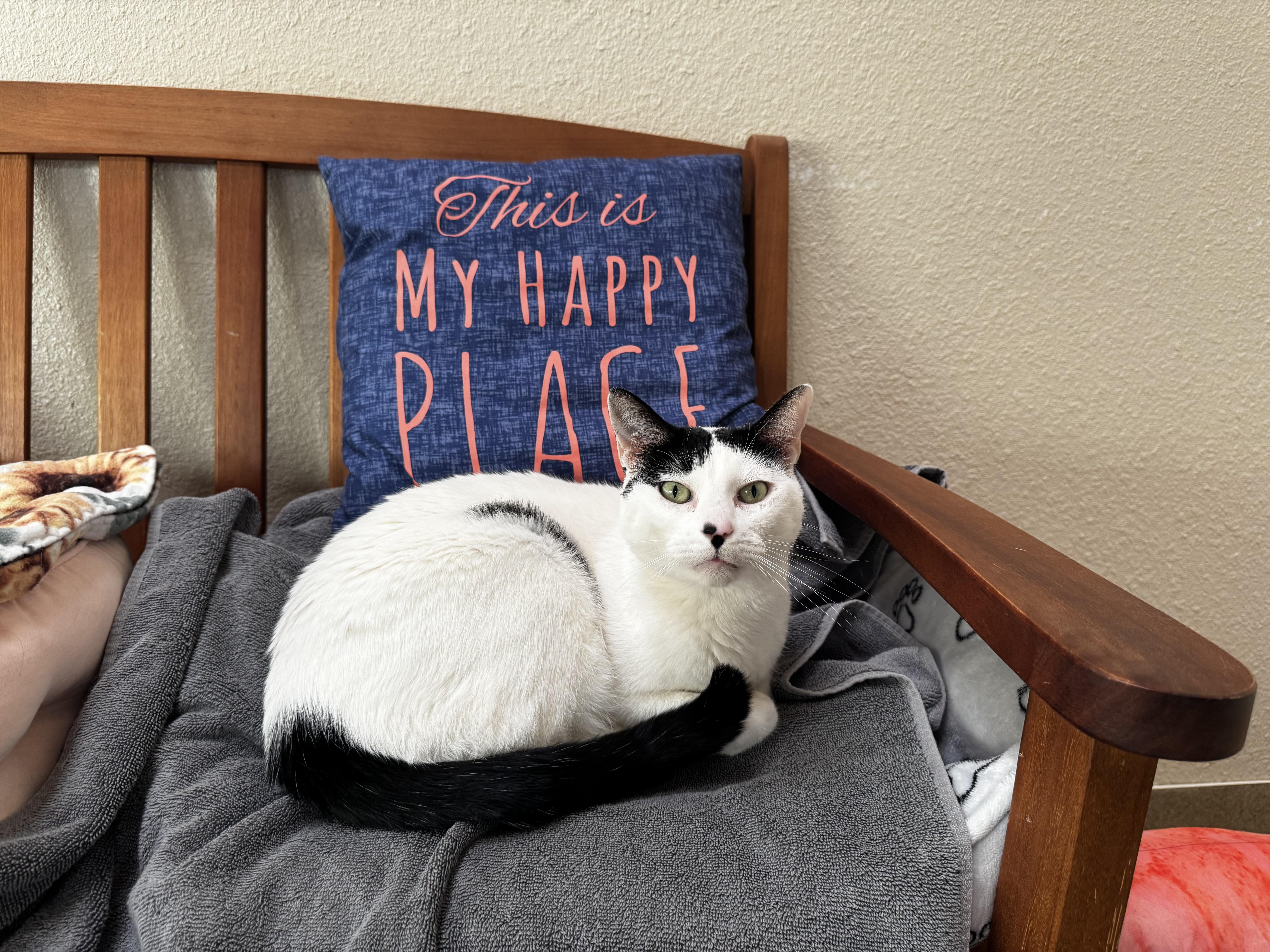 Potato, ADOPTABLE, Adult Male Domestic Short Hair.