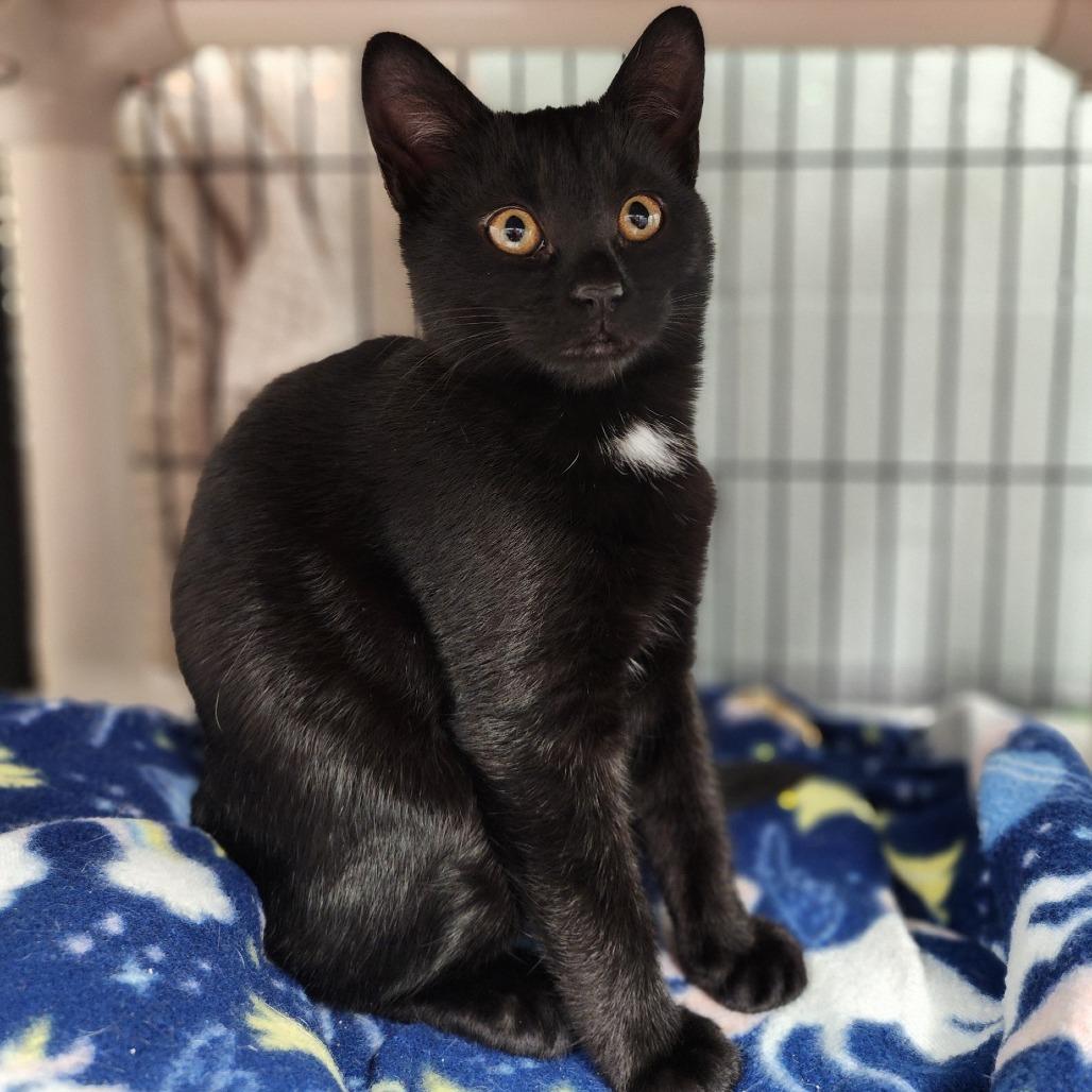 Enlarge Jurnee, a Adoptable Domestic Short Hair in Columbus, NC image 2/3