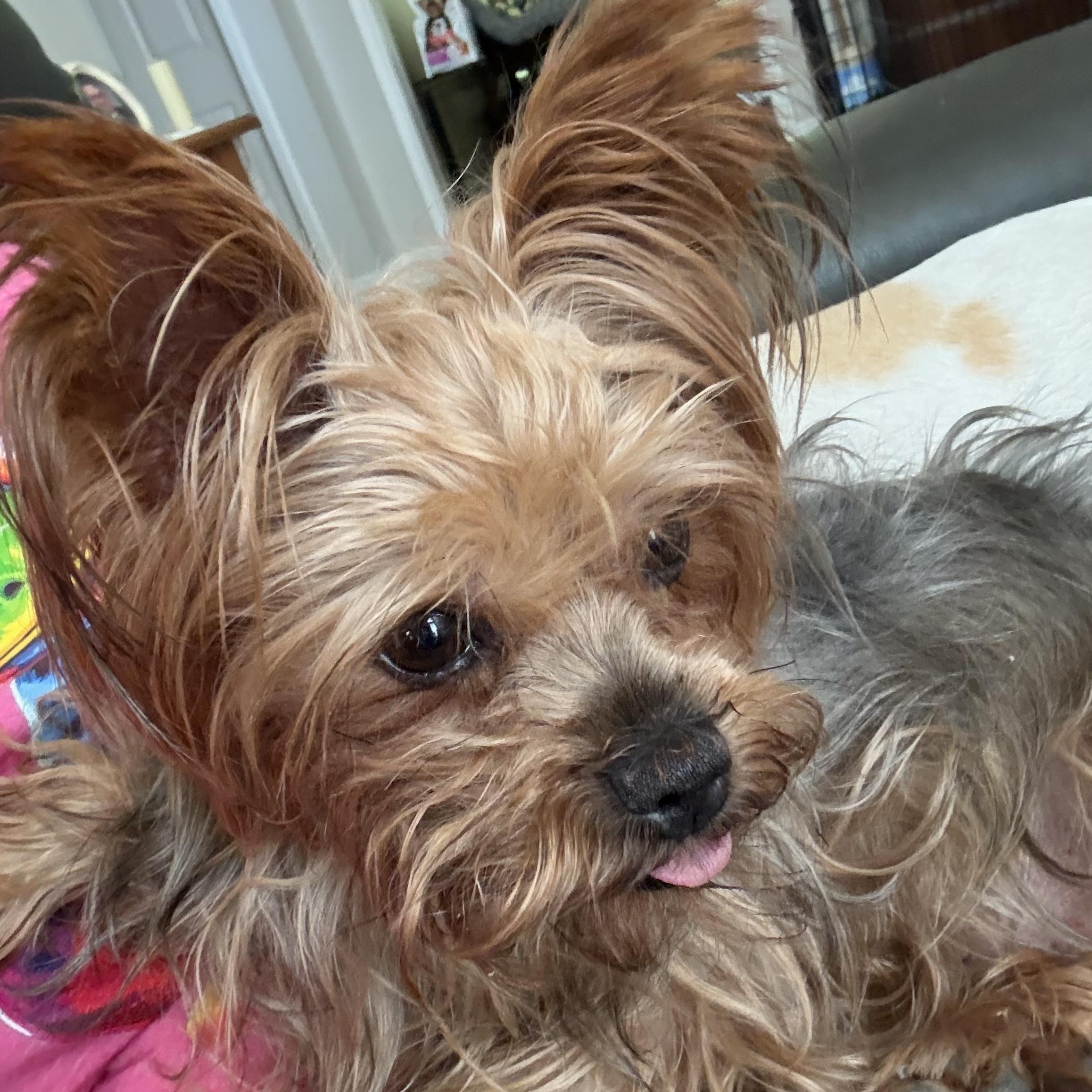 Muffin, adopted, Adult Female Yorkshire Terrier.