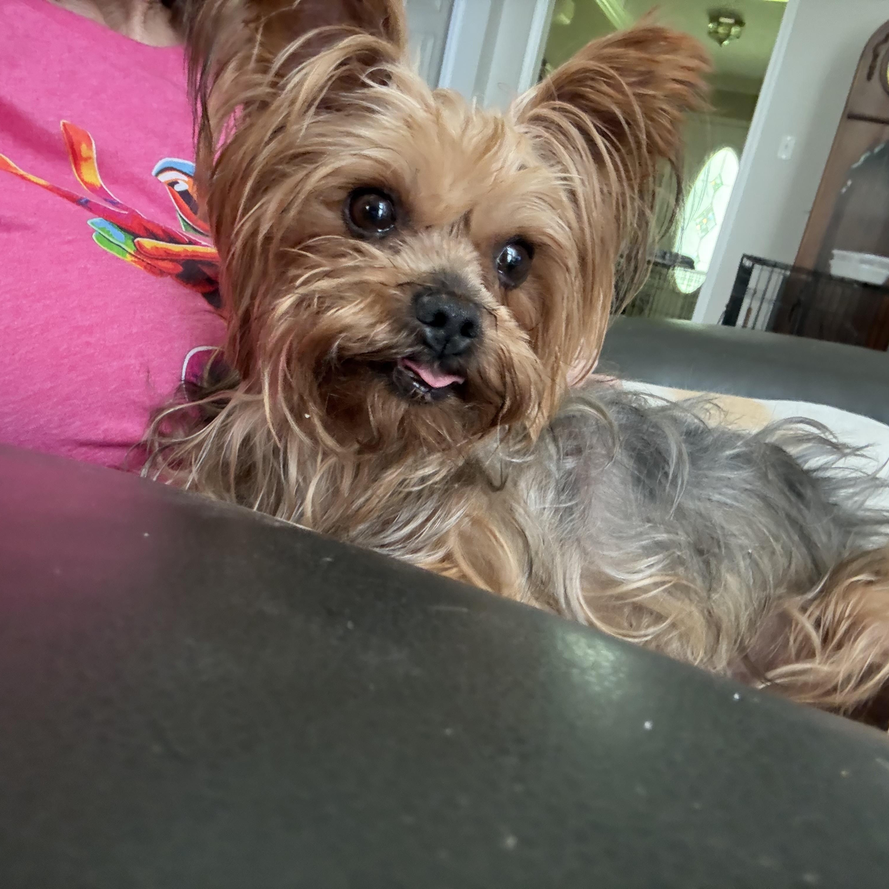 Enlarge Muffin, an adopted Yorkshire Terrier in Alexandria, LA image 2/2