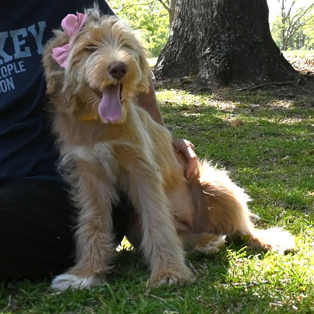 Enlarge Lily. ( Silly and sooo SWEET), a Adoptable mixed breed in Farmington, CT image 3/5