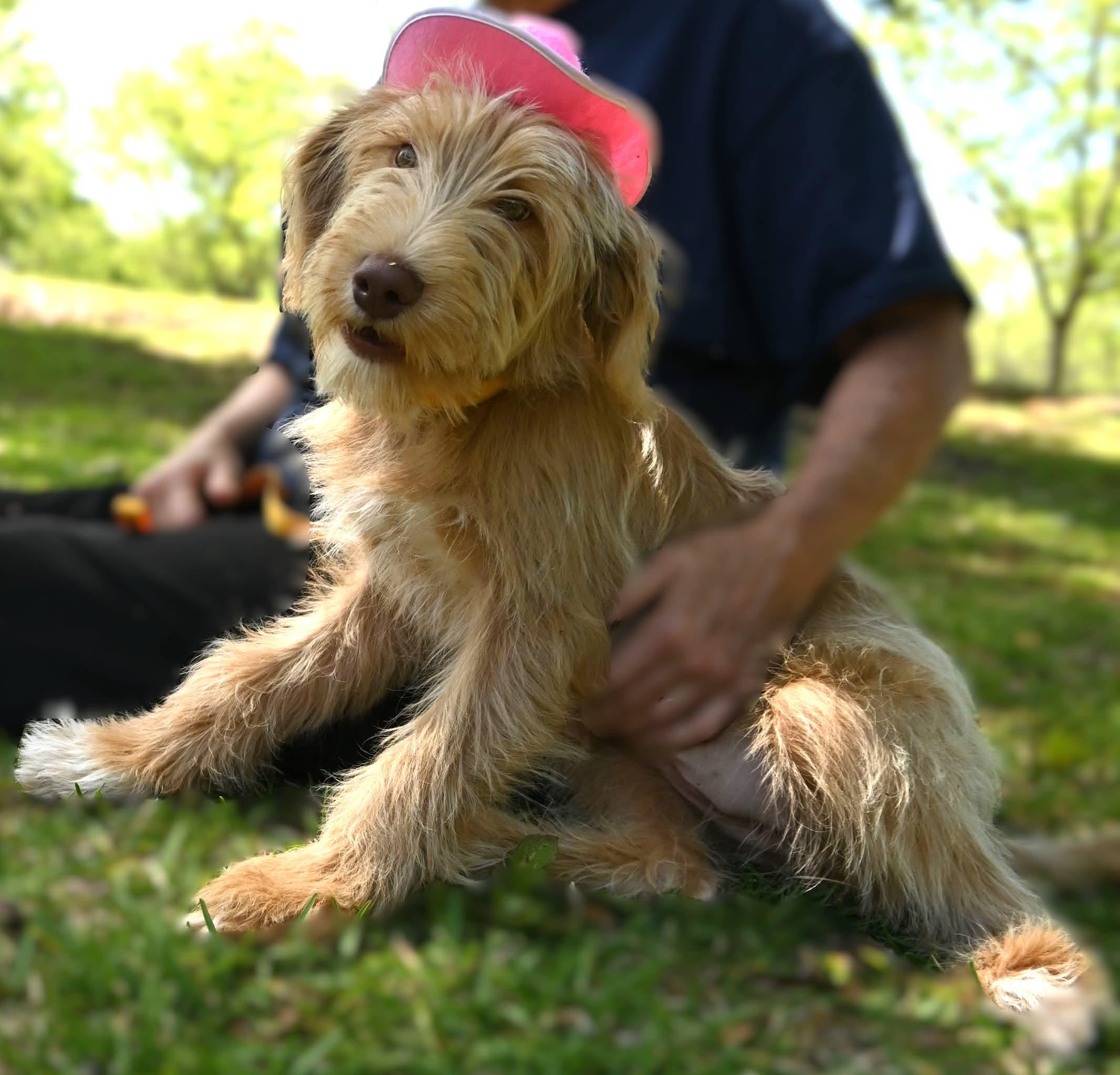 Enlarge Lily. ( Silly and sooo SWEET), a Adoptable mixed breed in Farmington, CT image 5/5