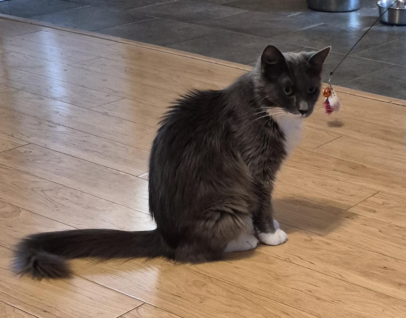 Gracie, ADOPTABLE, Adult Female Domestic Long Hair & Norwegian Forest Cat.