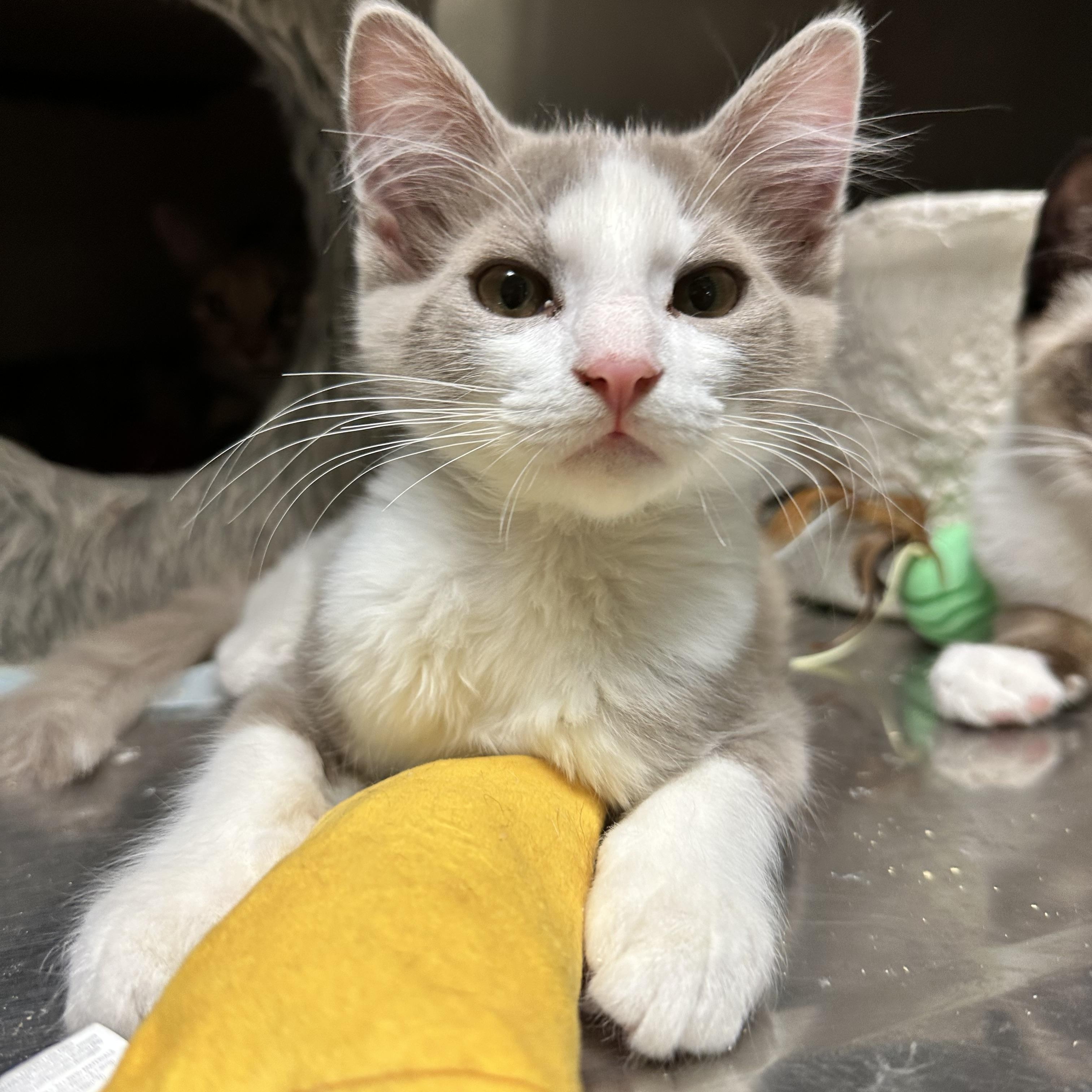 Enlarge Kona (from the coffee litter), a Adoptable Siamese in Sacramento, CA image 3/6