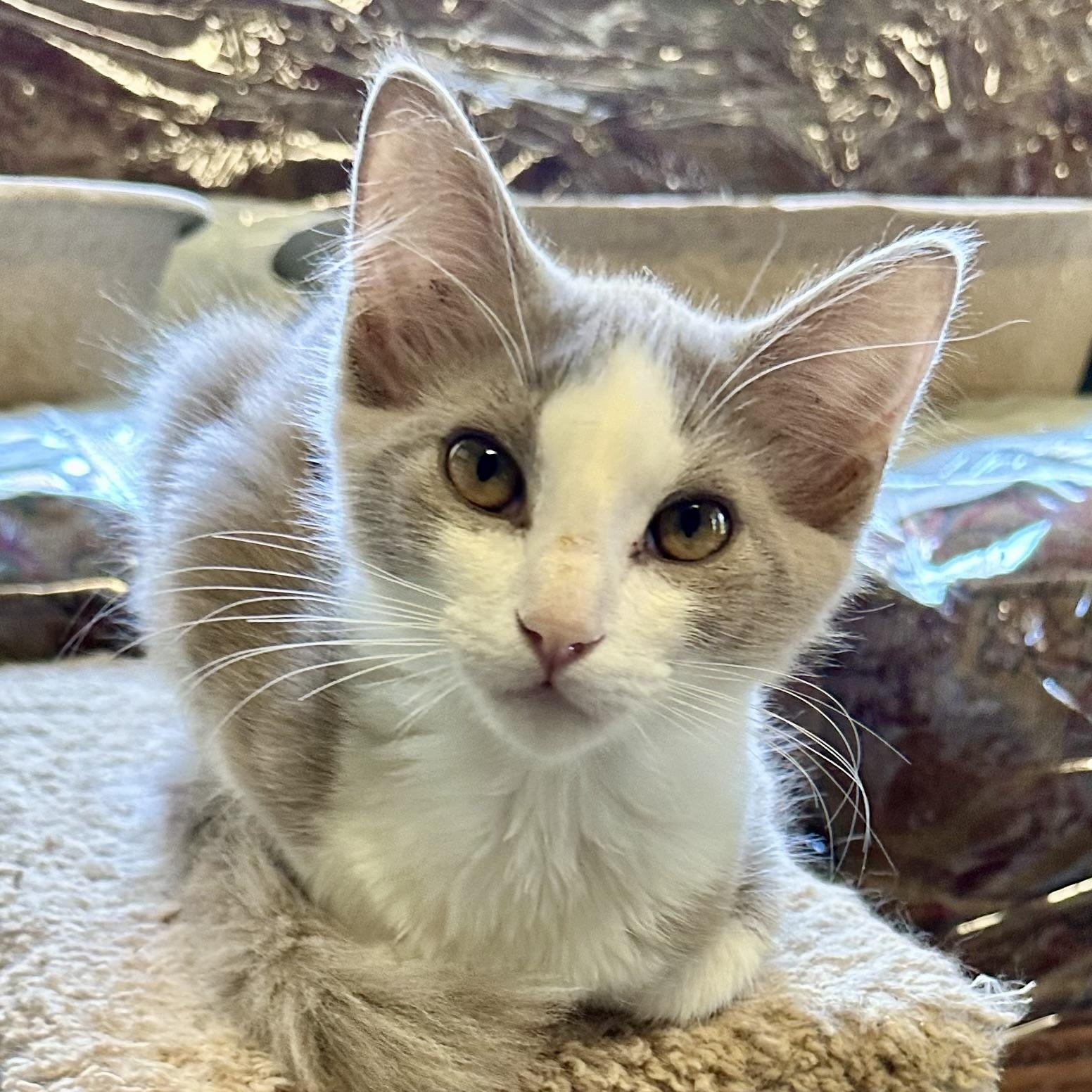 Enlarge Kona (from the coffee litter), a Adoptable Siamese in Sacramento, CA image 2/6