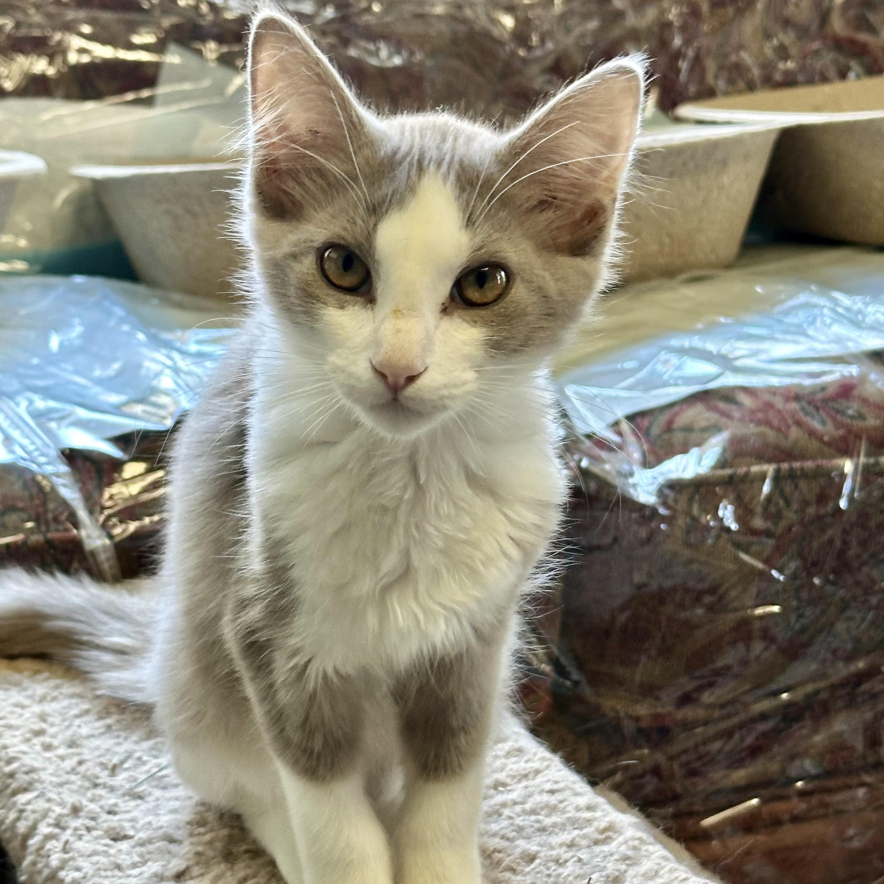 Enlarge Kona (from the coffee litter), a Adoptable Siamese in Sacramento, CA image 1/6