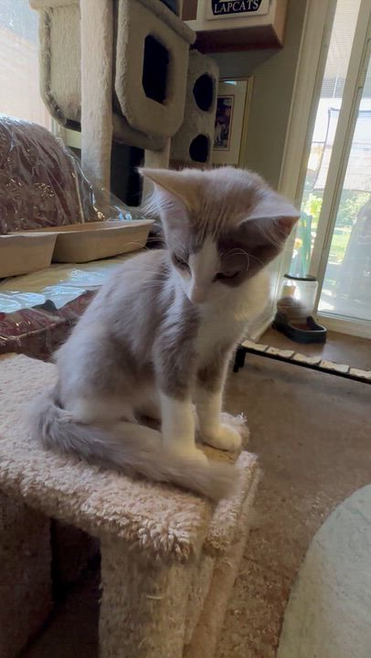 Enlarge Kona (from the coffee litter), a Adoptable Siamese in Sacramento, CA video 6/6