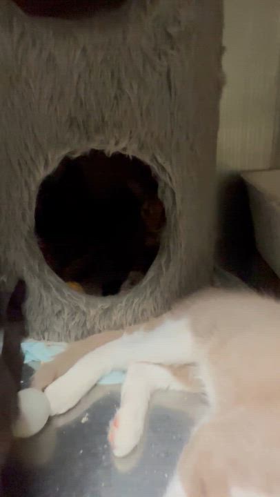 Enlarge Kona (from the coffee litter), a Adoptable Siamese in Sacramento, CA video 5/6