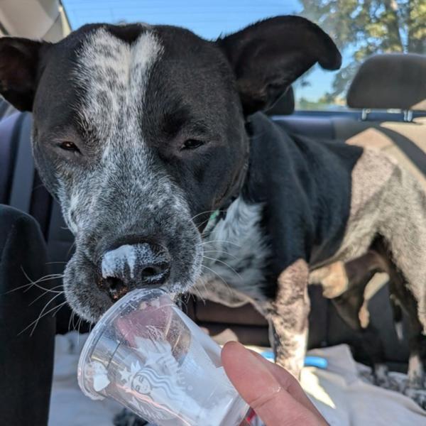 Parker, Adoptable, Adult Male Australian Cattle Dog / Blue Heeler.