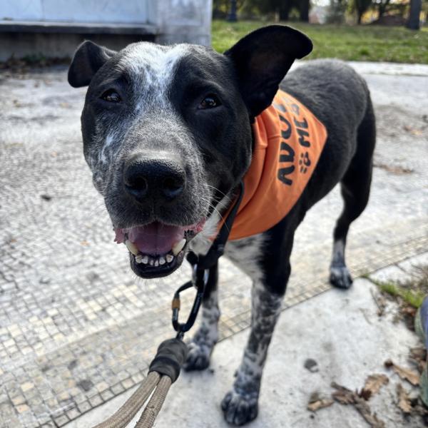 Parker, a Adoptable mixed breed in Oakland, CA image 2/6