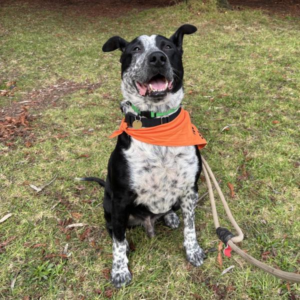 Parker, a Adoptable mixed breed in Oakland, CA image 4/6