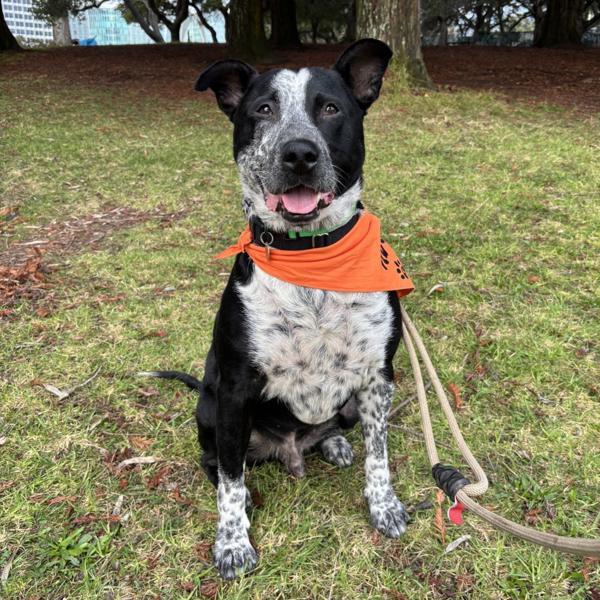 Parker, a Adoptable mixed breed in Oakland, CA image 5/6