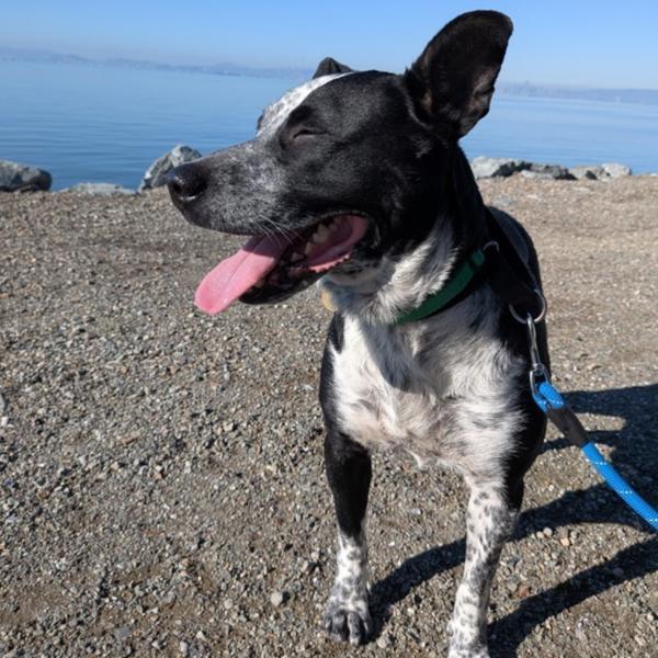 Parker, a Adoptable mixed breed in Oakland, CA image 6/6