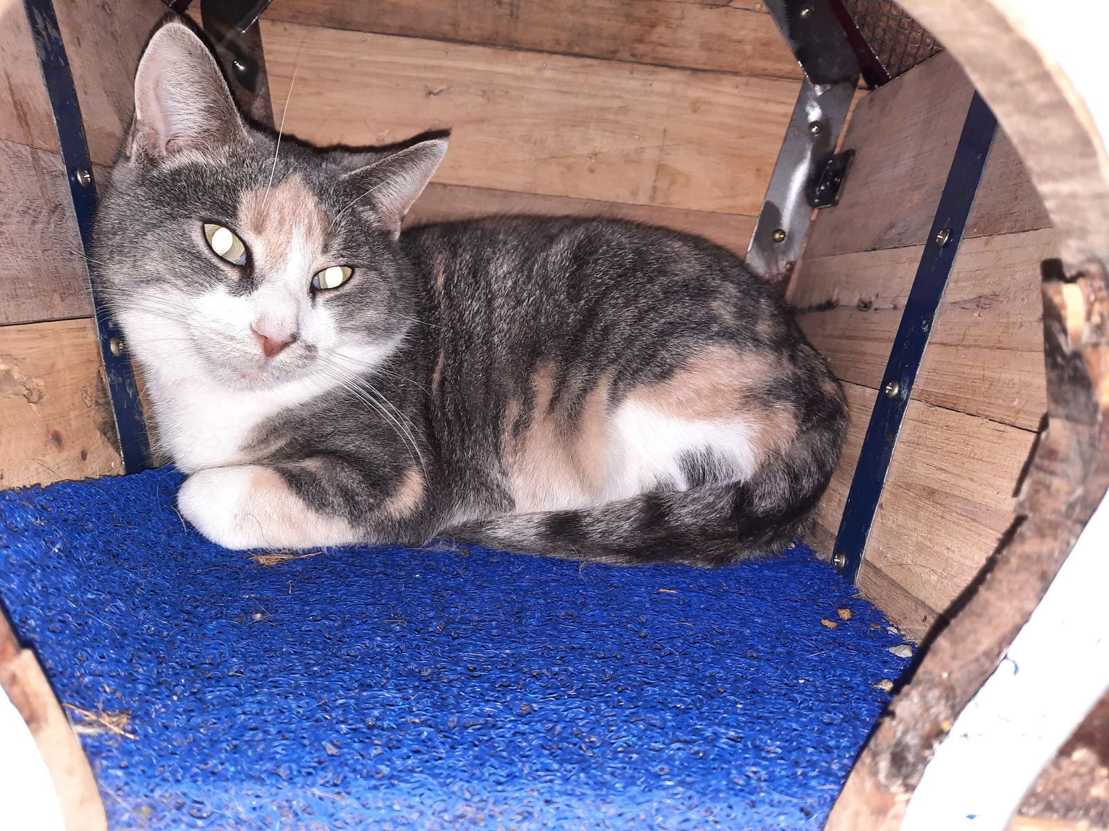 Amber, a Adoptable Domestic Short Hair in Iroquois, IL image 1/4
