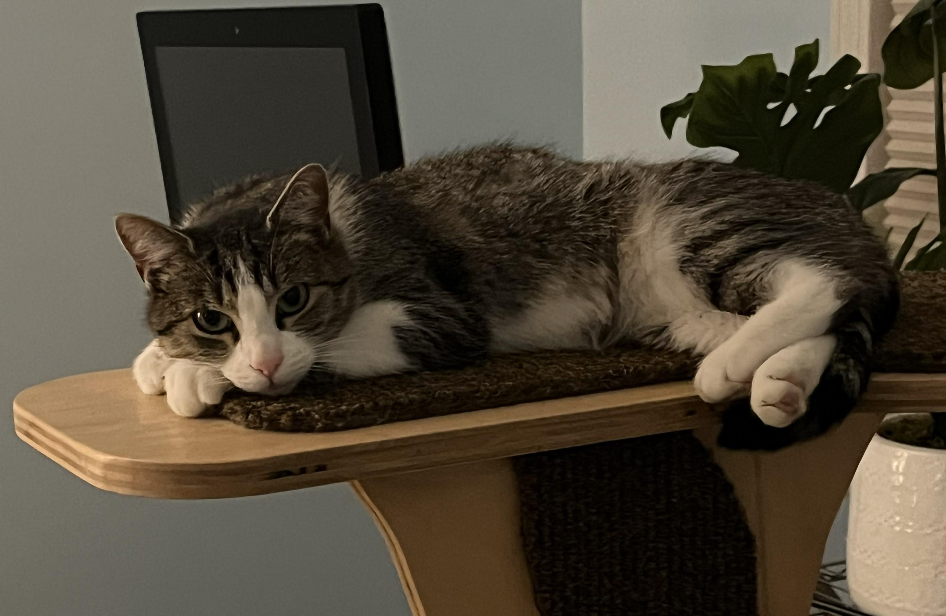 Portia, ADOPTABLE, Adult Female Domestic Short Hair & Tabby.