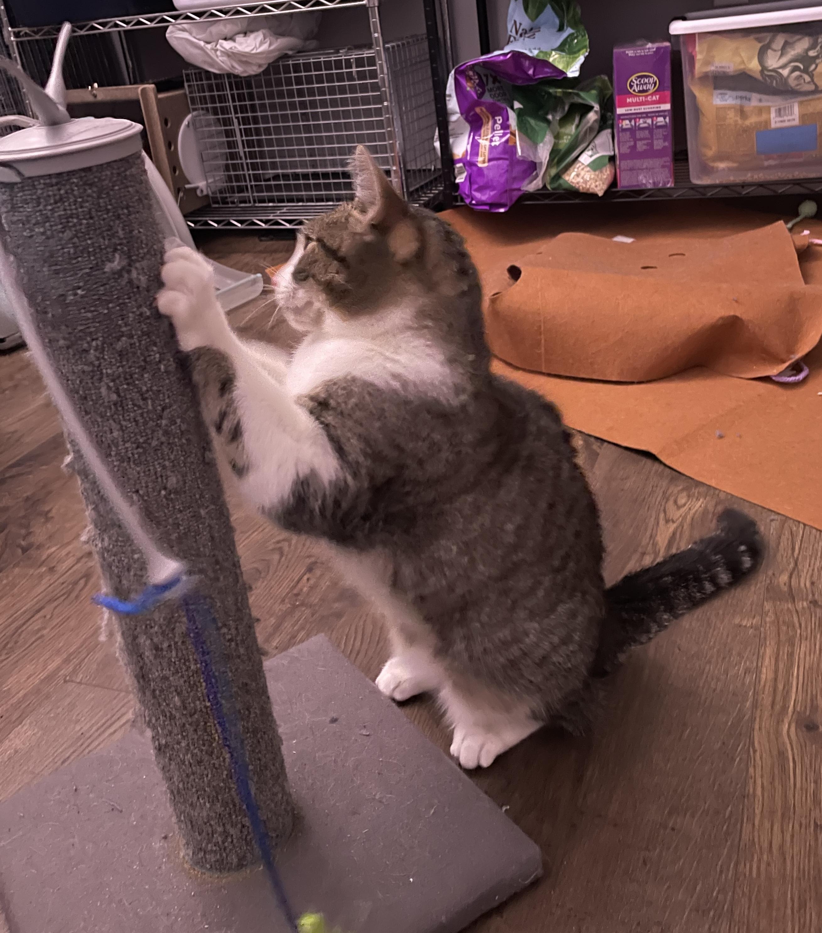 Portia, ADOPTABLE, Adult Female Domestic Short Hair & Tabby.