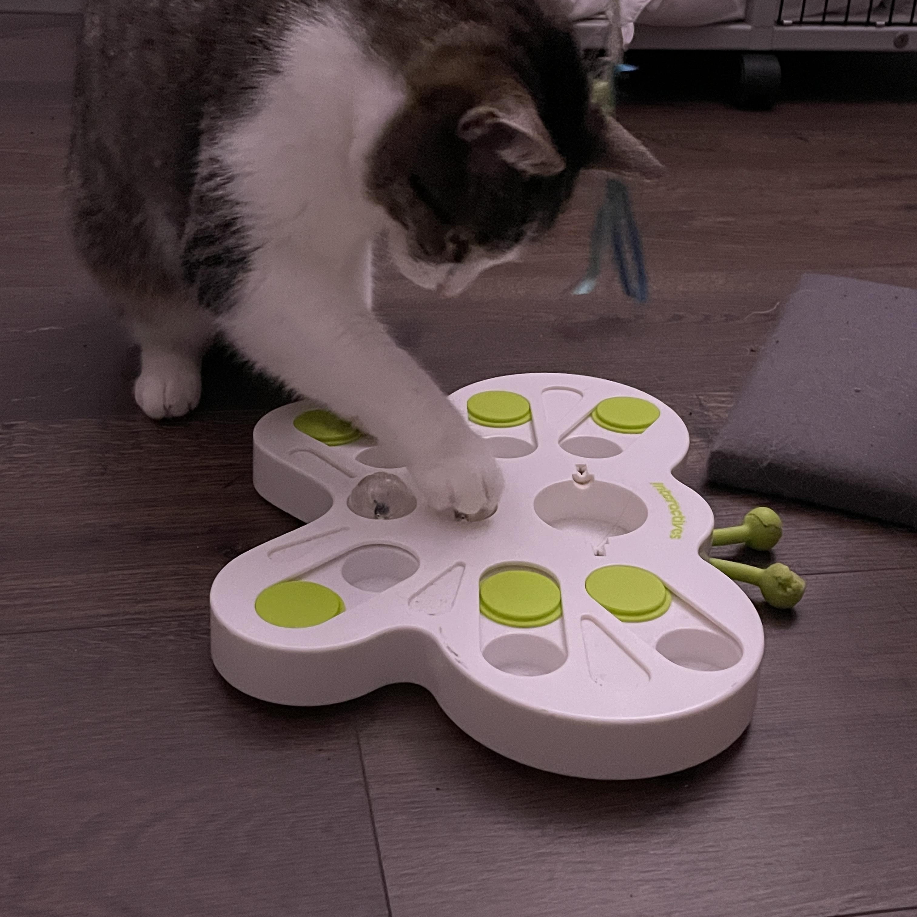 Enlarge Portia, a ADOPTABLE mixed breed in Bennington, VT image 2/3