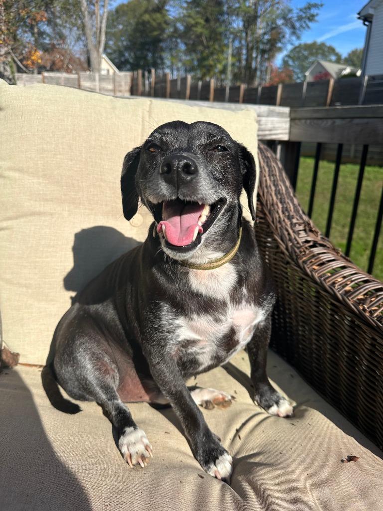 Jack (Courtesy Post), Adoptable, Senior Male Rat Terrier.