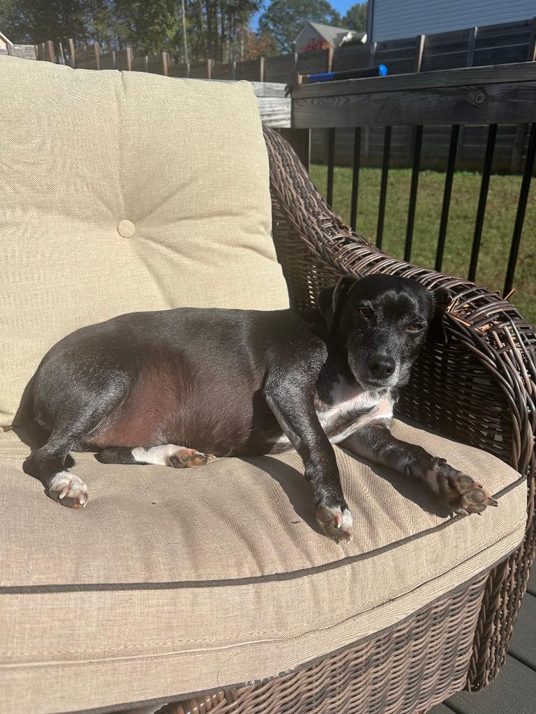 Enlarge Jack (Courtesy Post), a Adoptable Rat Terrier in Rutherfordton, NC image 3/6