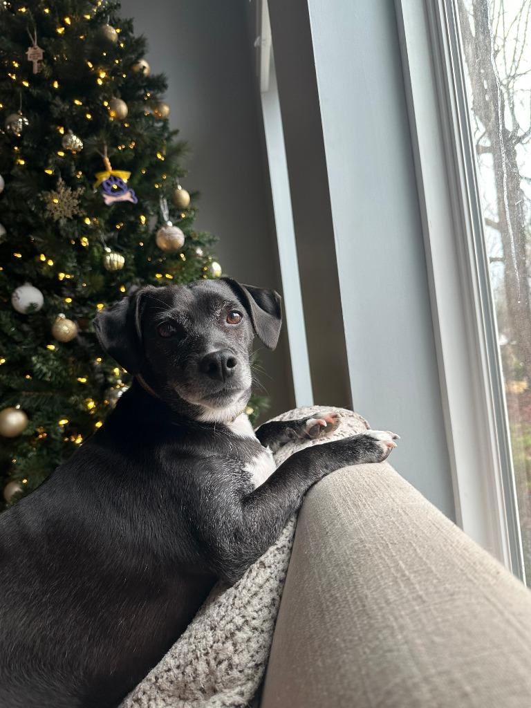Enlarge Jack (Courtesy Post), a Adoptable Rat Terrier in Rutherfordton, NC image 4/6