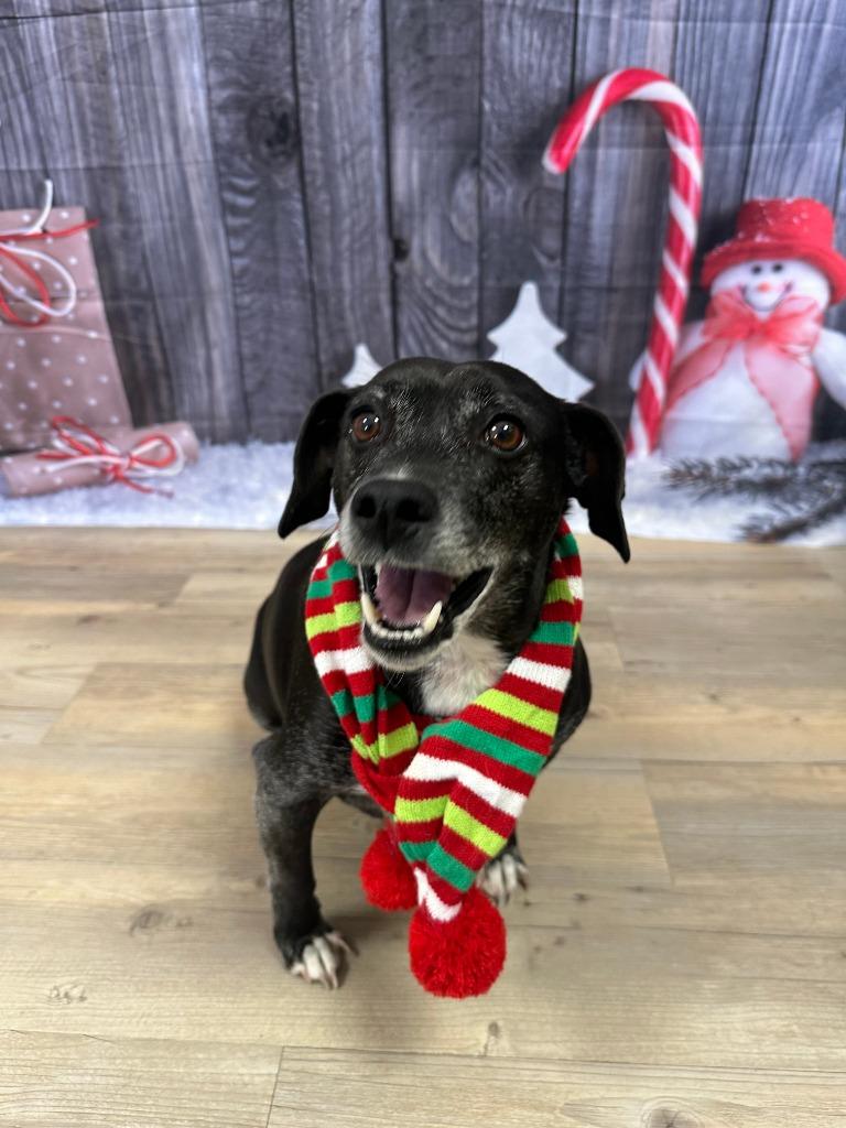 Enlarge Jack (Courtesy Post), a Adoptable Rat Terrier in Rutherfordton, NC image 5/6