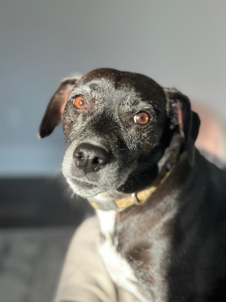 Enlarge Jack (Courtesy Post), a Adoptable Rat Terrier in Rutherfordton, NC image 6/6