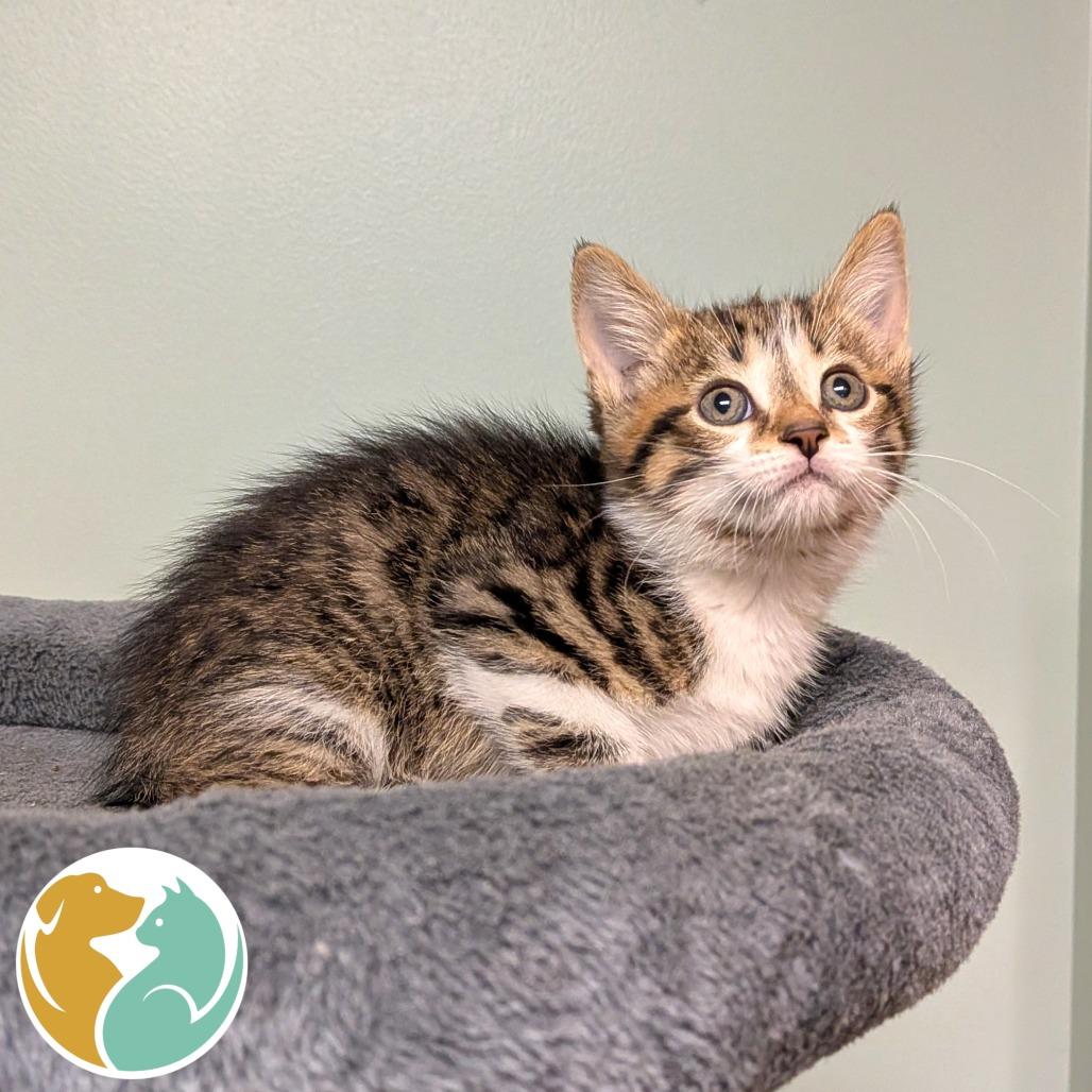 Scout, Adoptable, Kitten Male Domestic Short Hair.