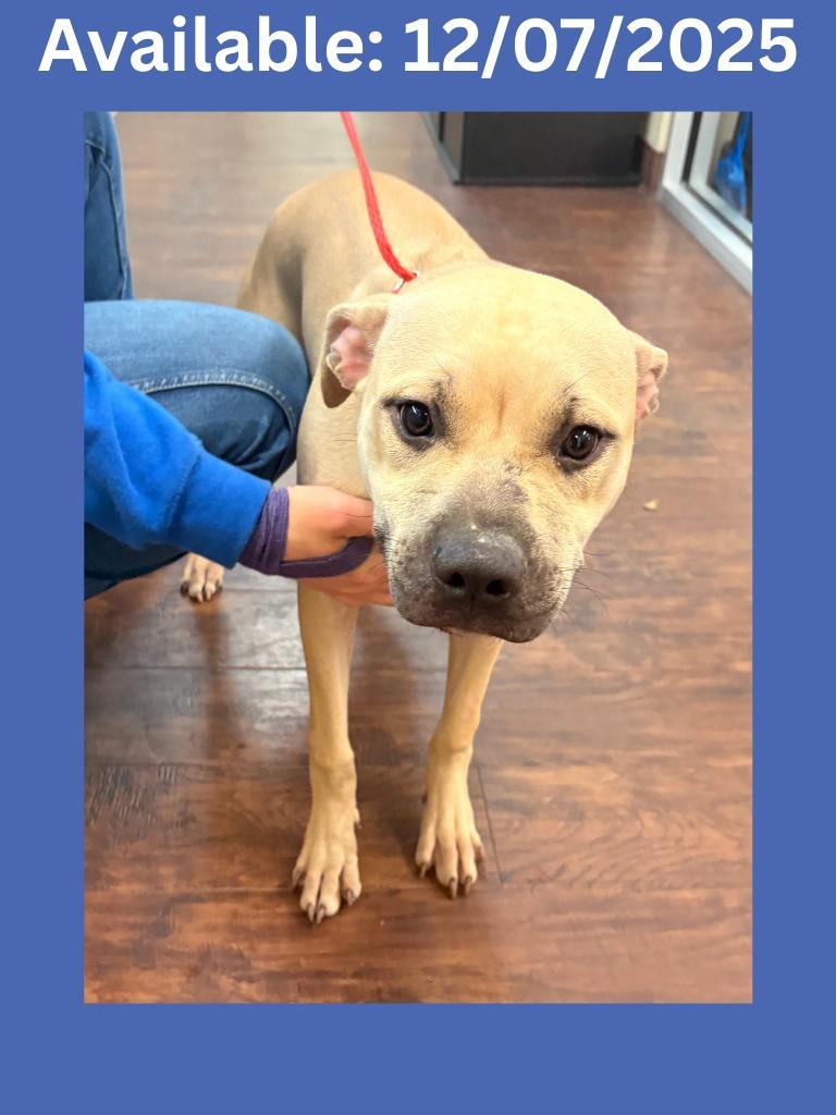 Dog Kennel #5, Adoptable, Young Male Pit Bull Terrier & Mixed Breed.