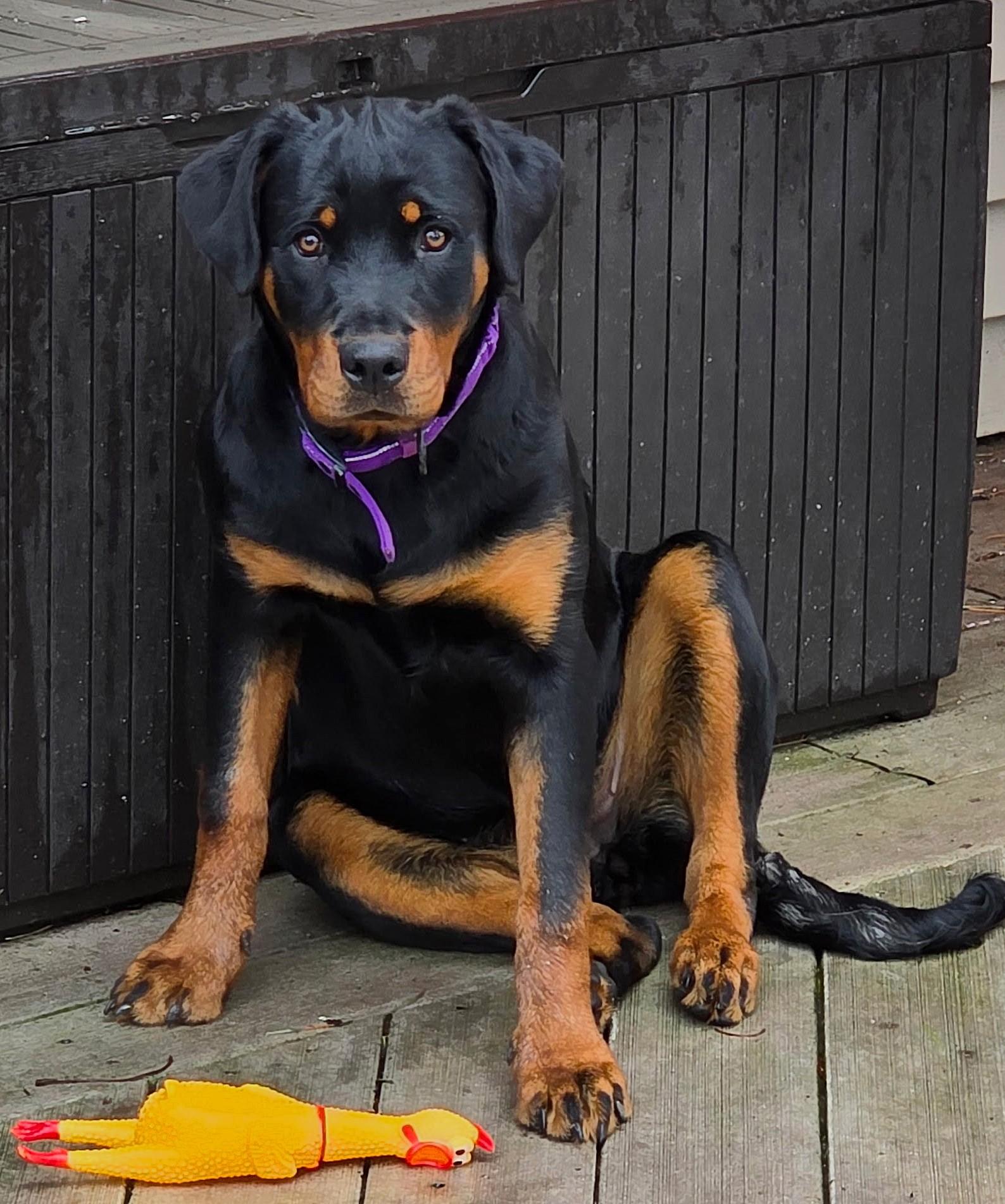 Enlarge Anja, a ADOPTABLE Rottweiler in Lisbon, IA image 4/6