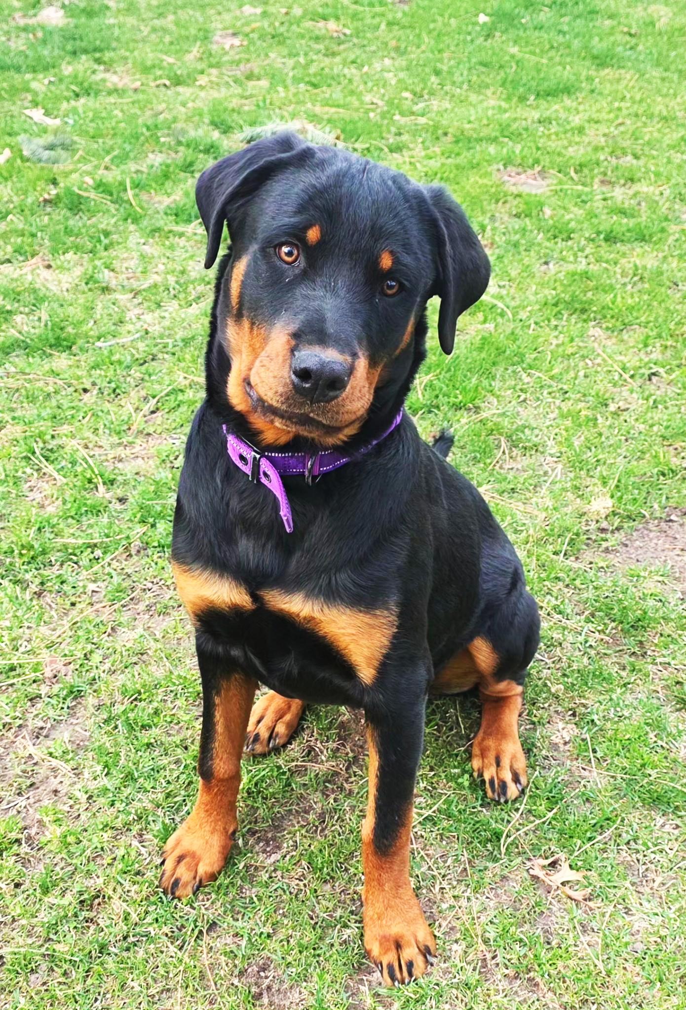 Enlarge Anja, a ADOPTABLE Rottweiler in Lisbon, IA image 3/6