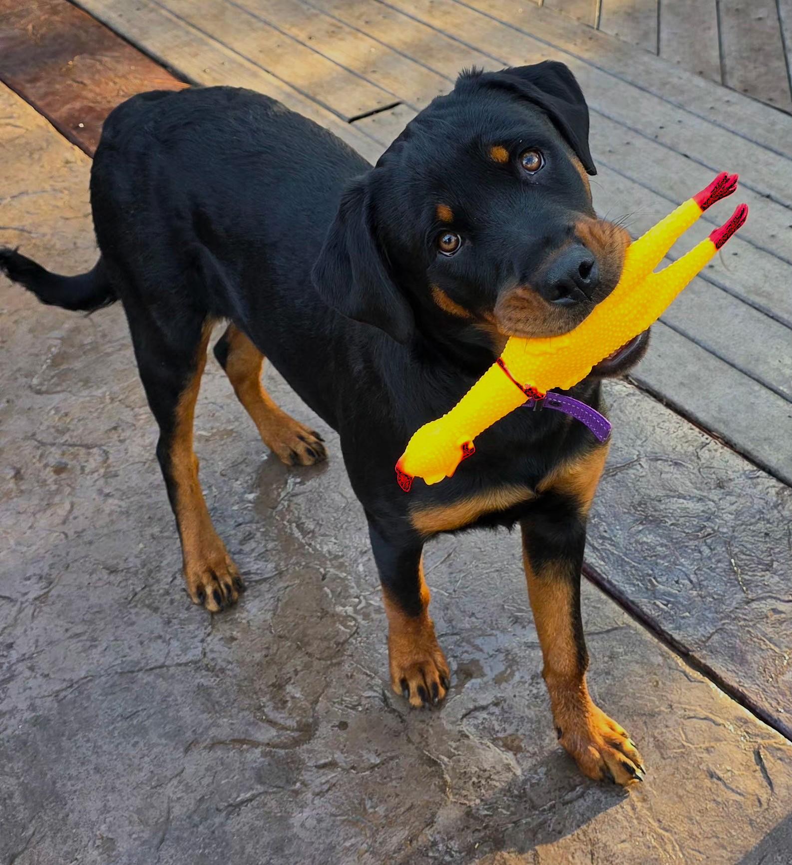 Enlarge Anja, a ADOPTABLE Rottweiler in Lisbon, IA image 6/6