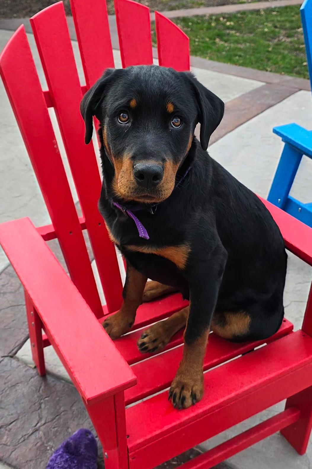 Enlarge Anja, a ADOPTABLE Rottweiler in Lisbon, IA image 2/6