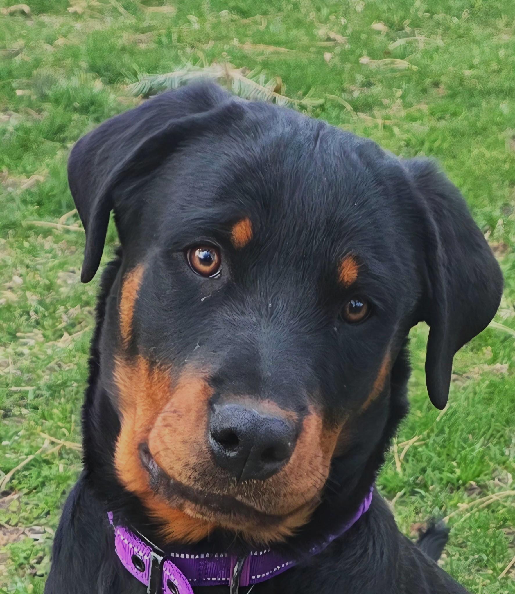 Anja, ADOPTABLE, Puppy Female Rottweiler.