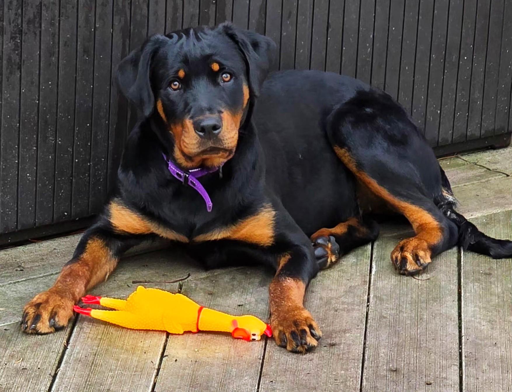 Enlarge Anja, a ADOPTABLE Rottweiler in Lisbon, IA image 5/6