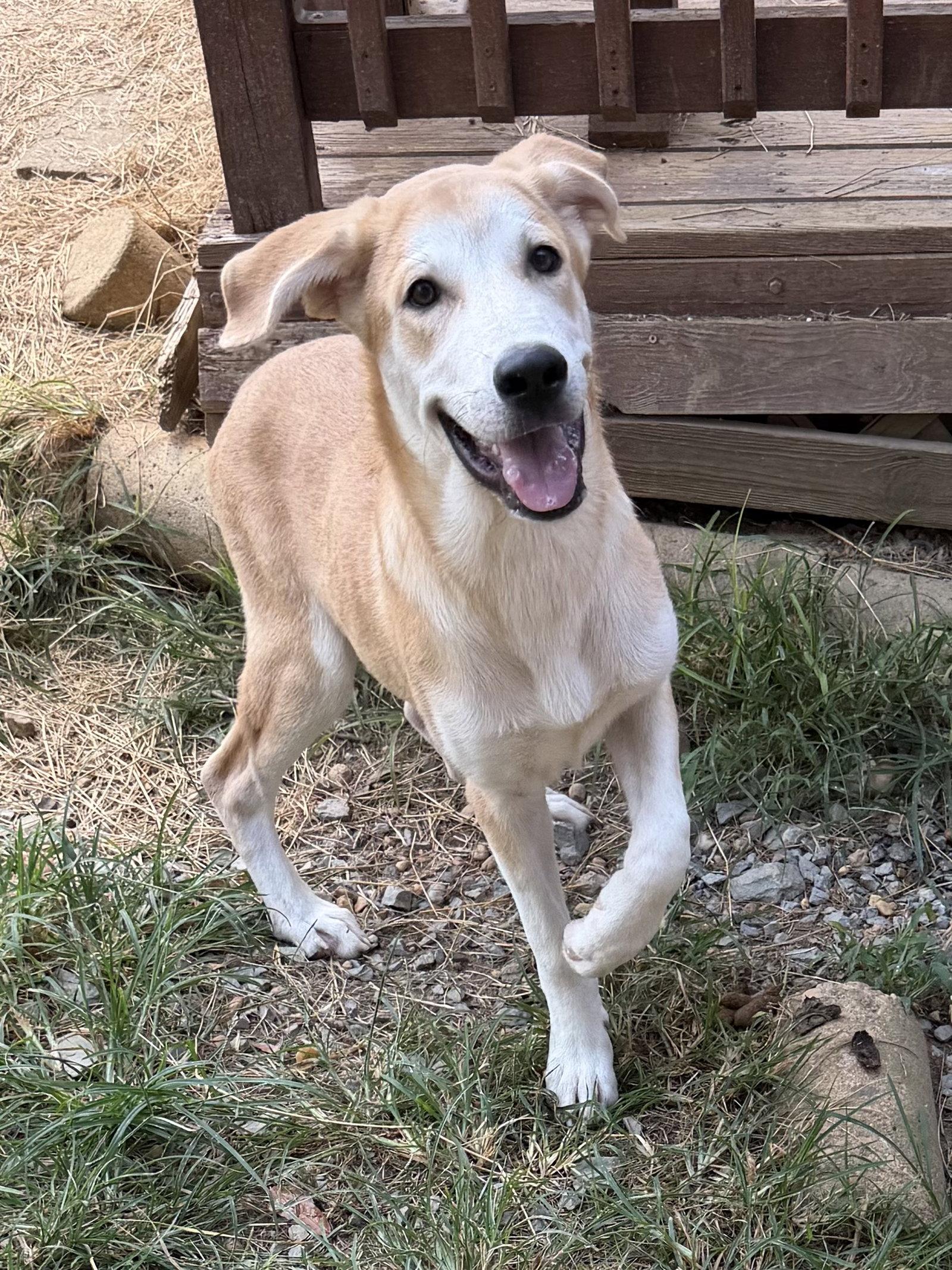 261048 Hardy, Adoptable, Young Male Labrador Retriever.