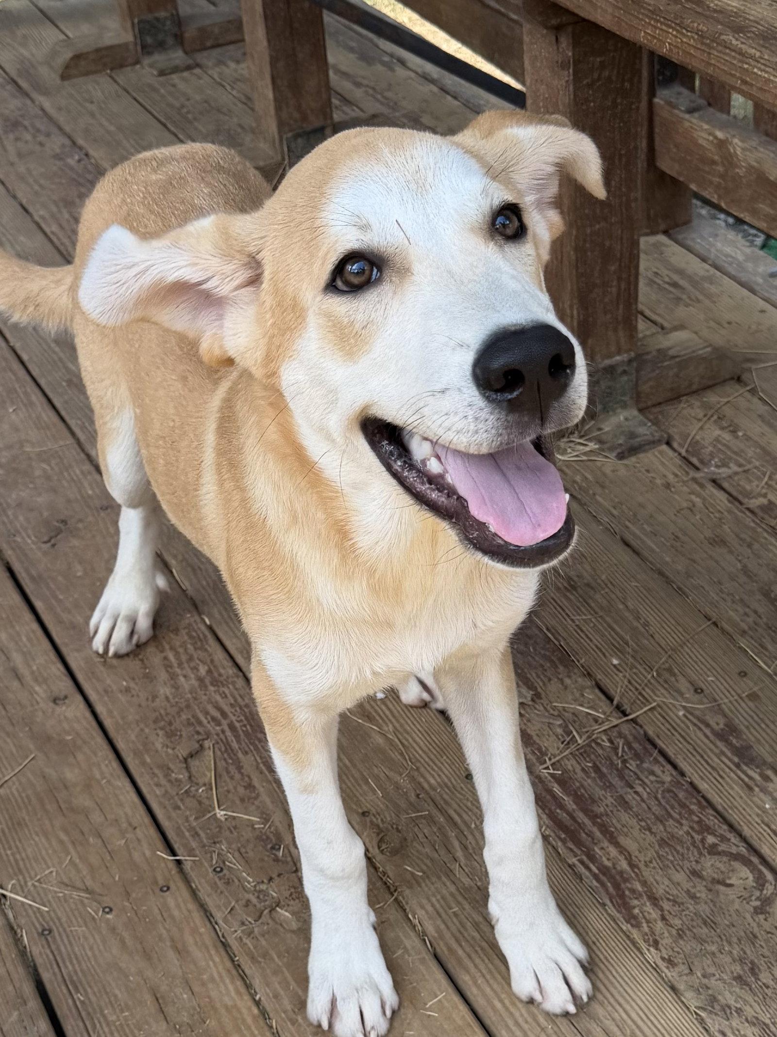 Enlarge 261048  Hardy, a Adoptable Labrador Retriever in Wetumpka, AL image 2/3