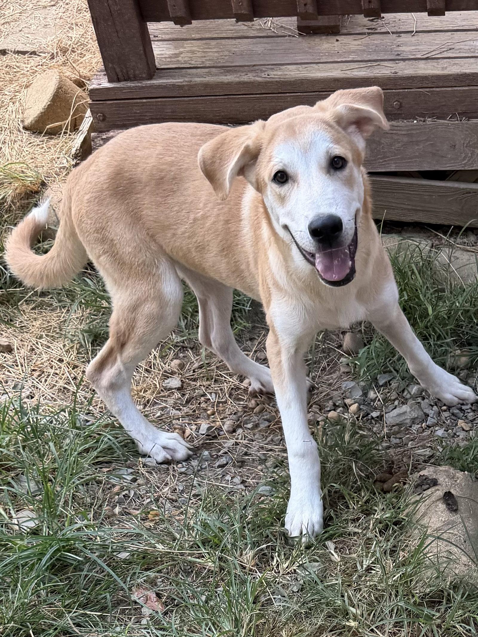 Enlarge 261048  Hardy, a Adoptable Labrador Retriever in Wetumpka, AL image 3/3