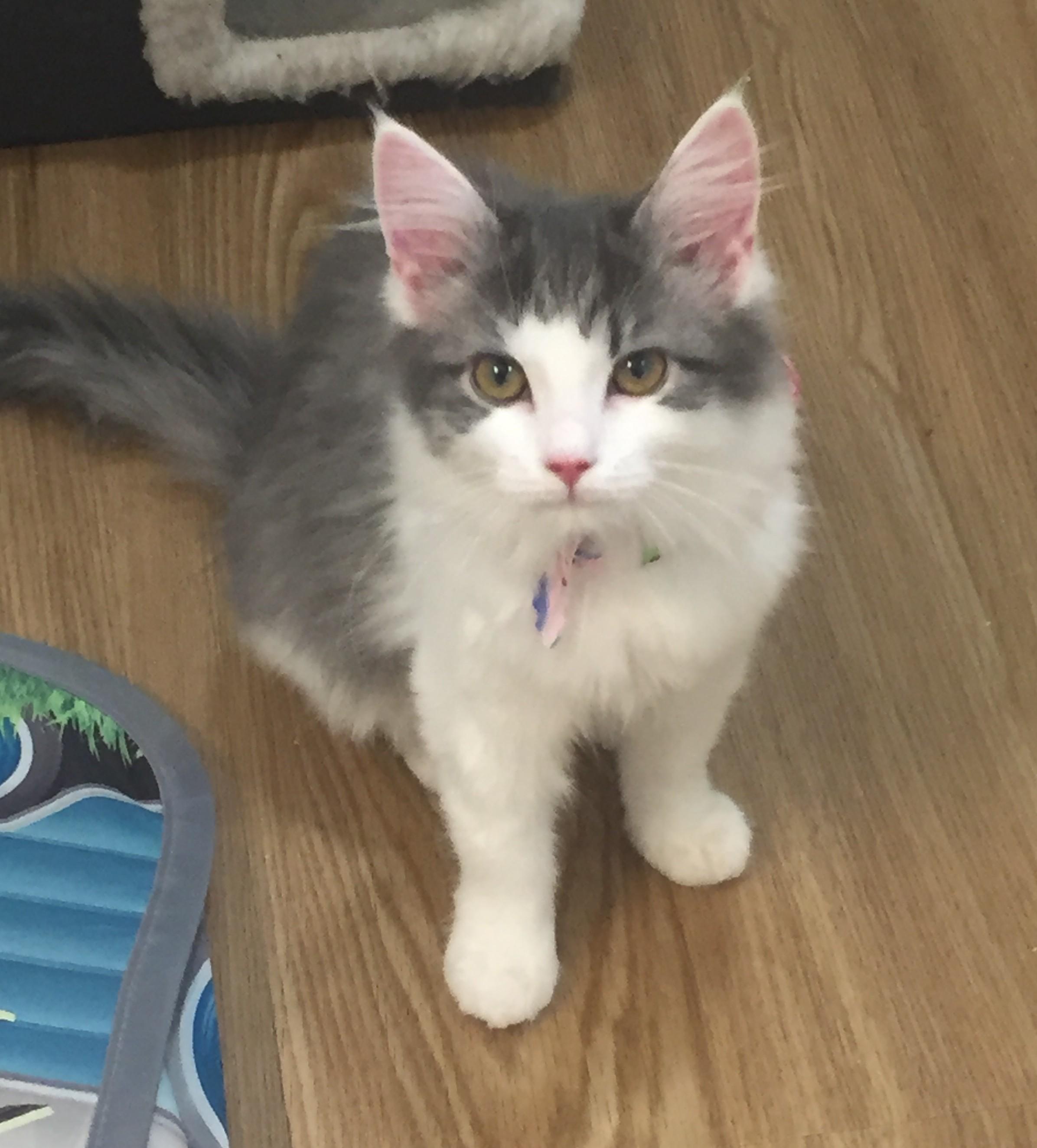 Grace Kelly, Adopted, Kitten Female Domestic Long Hair & Tabby.