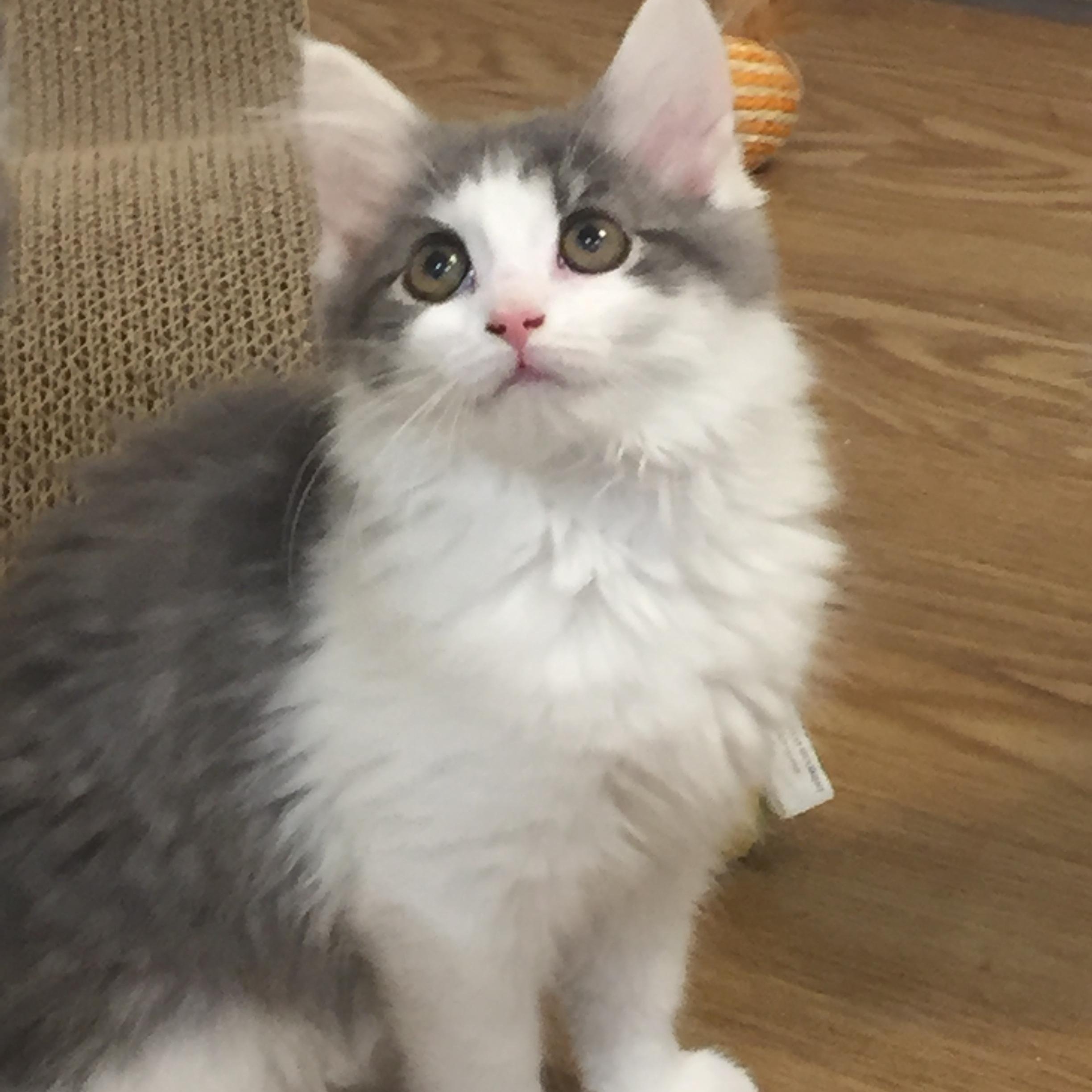 Enlarge Grace Kelly, a Adopted mixed breed in Johnson City, TN image 2/3