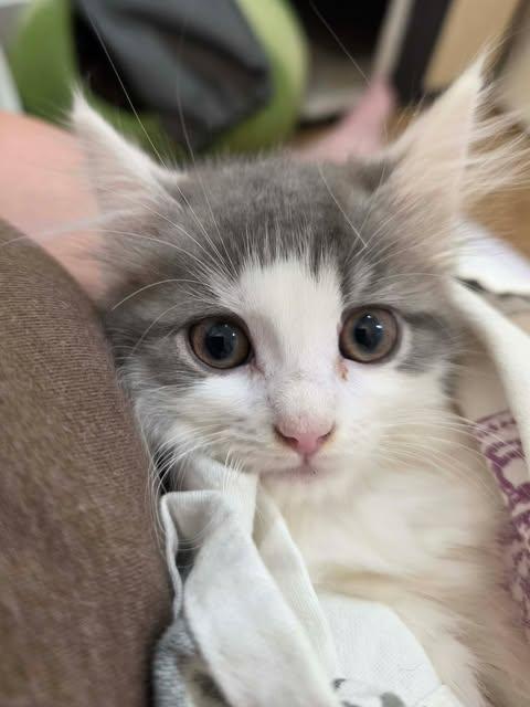 Enlarge Grace Kelly, a Adopted mixed breed in Johnson City, TN image 3/3