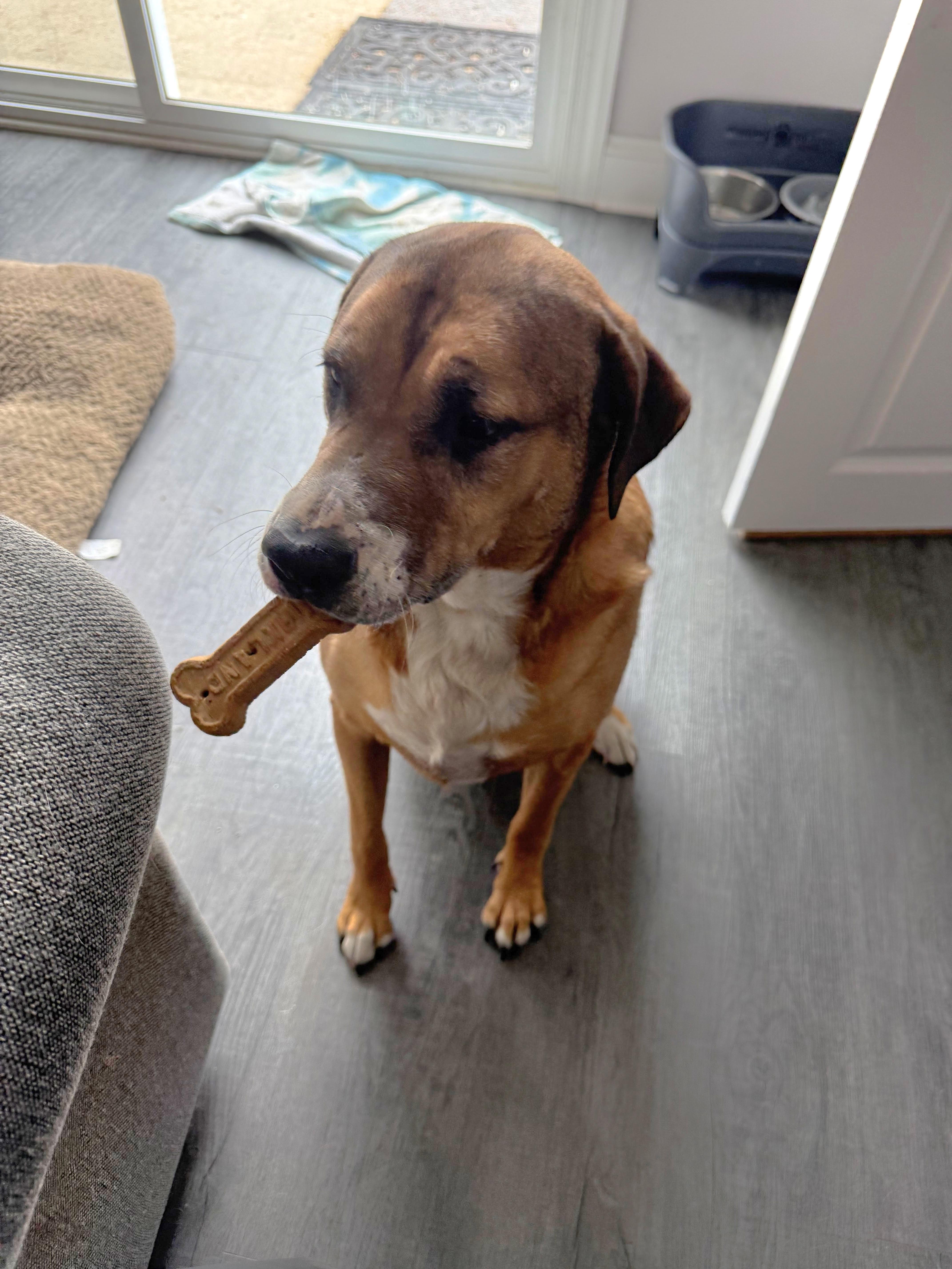 Stella, a Adoptable mixed breed in South Plainfield, NJ image 3/5