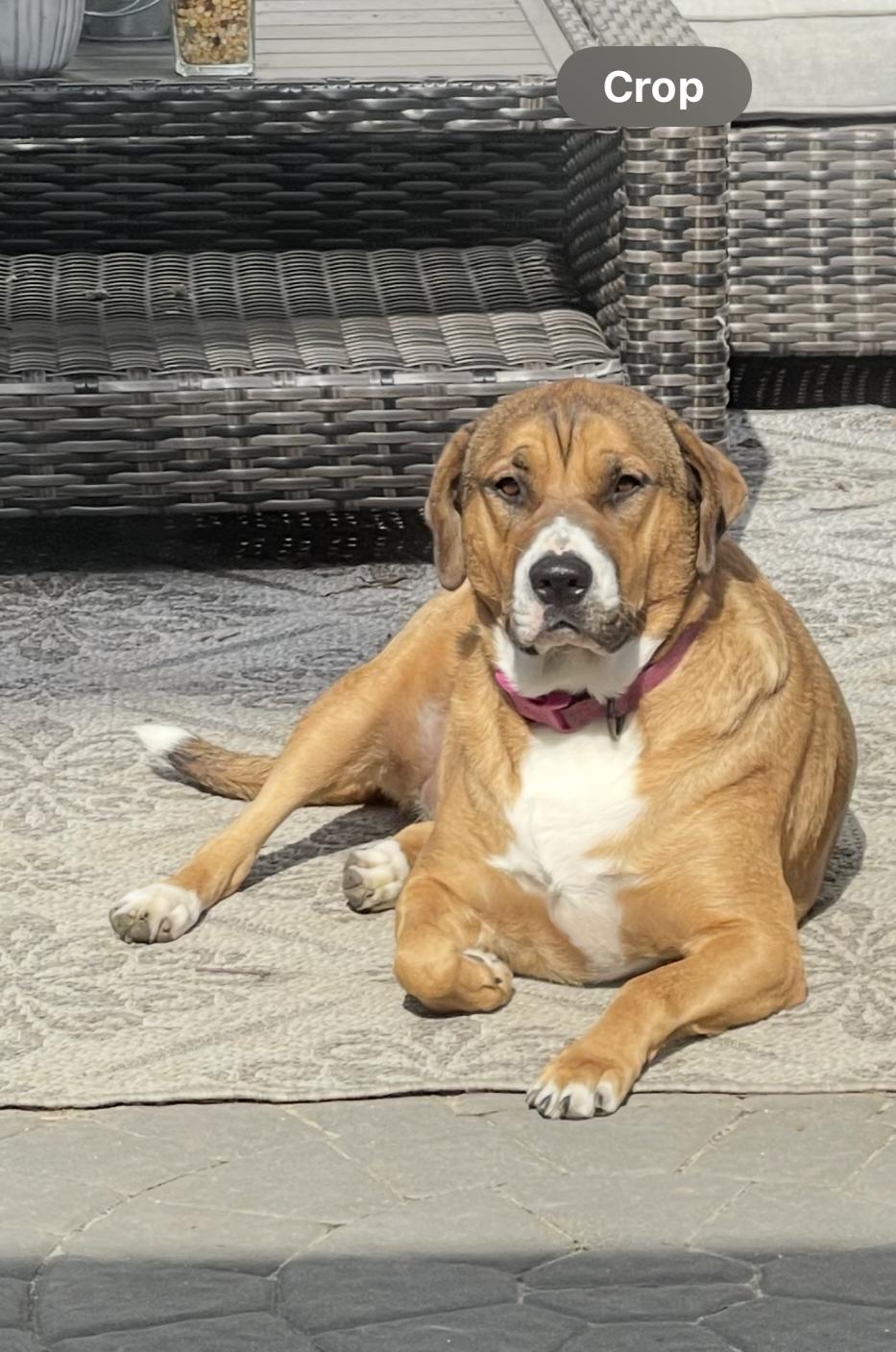 Stella, a Adoptable mixed breed in South Plainfield, NJ image 4/5