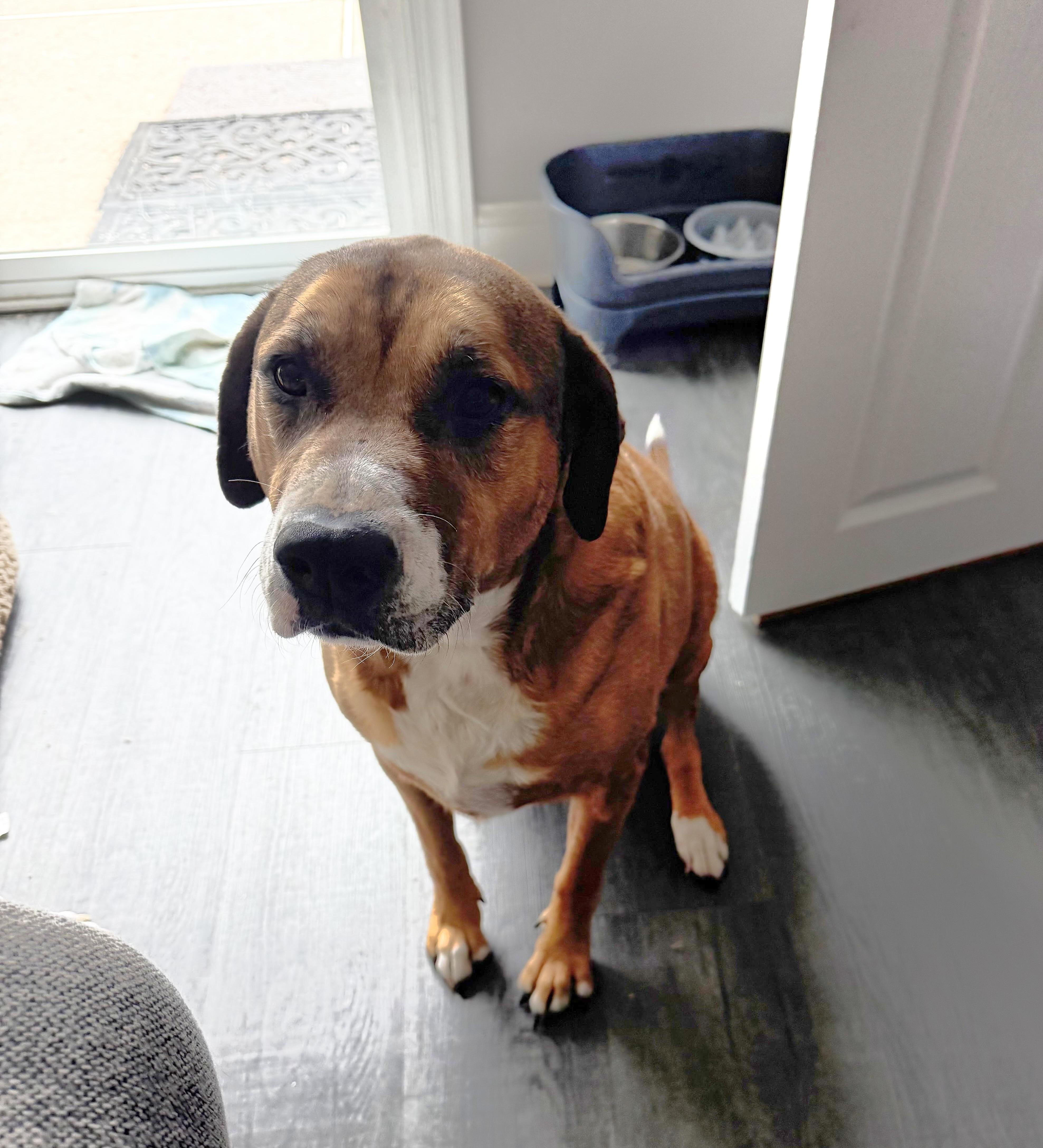 Stella, a Adoptable mixed breed in South Plainfield, NJ image 5/5