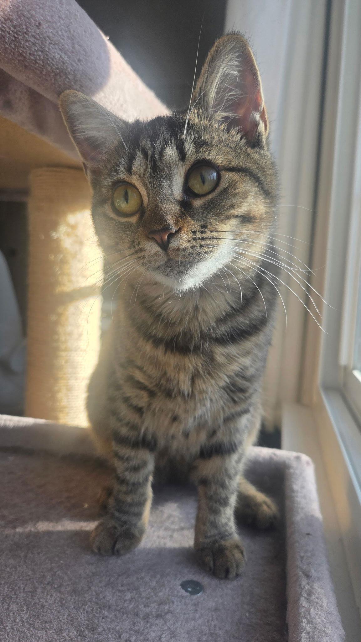 Enlarge Delilah, a Adoptable Domestic Short Hair in Reston, VA image 1/3