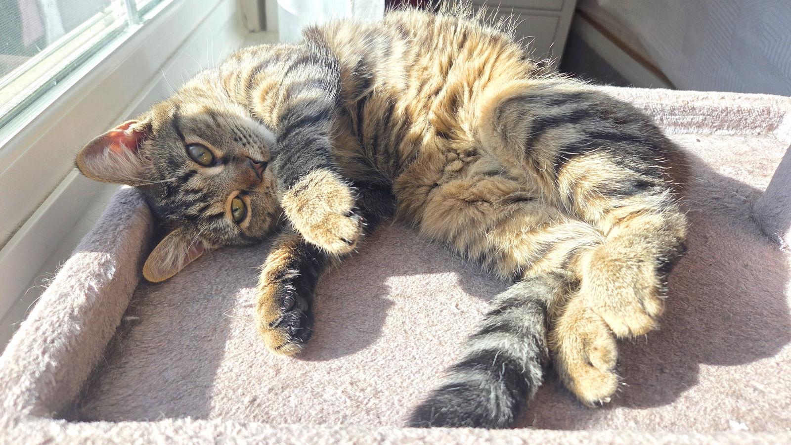 Enlarge Delilah, a Adoptable Domestic Short Hair in Reston, VA image 2/3