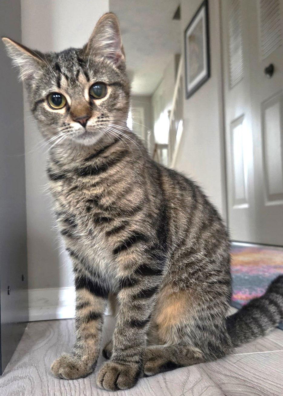 Enlarge Delilah, a Adoptable Domestic Short Hair in Reston, VA image 3/3