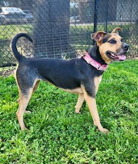 Reese's, a Adoptable Hound in Winter Haven, FL image 3/6