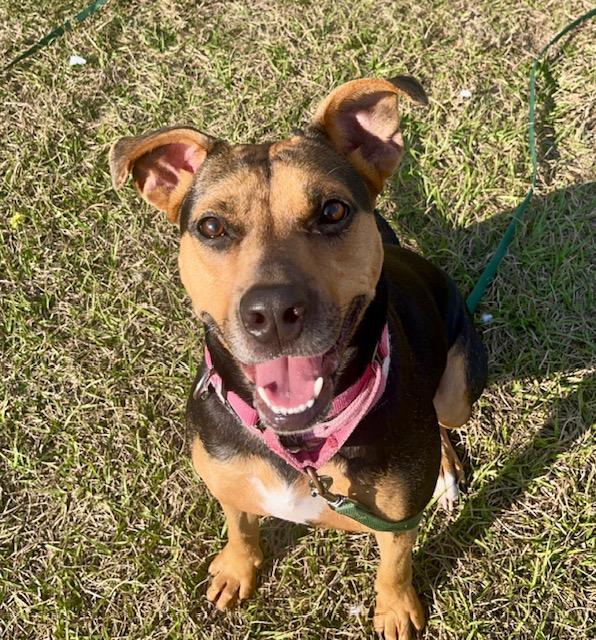Reese's, a Adoptable Hound in Winter Haven, FL image 4/6