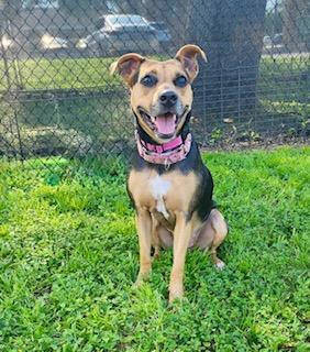 Reese's, Adoptable, Young Female Hound.