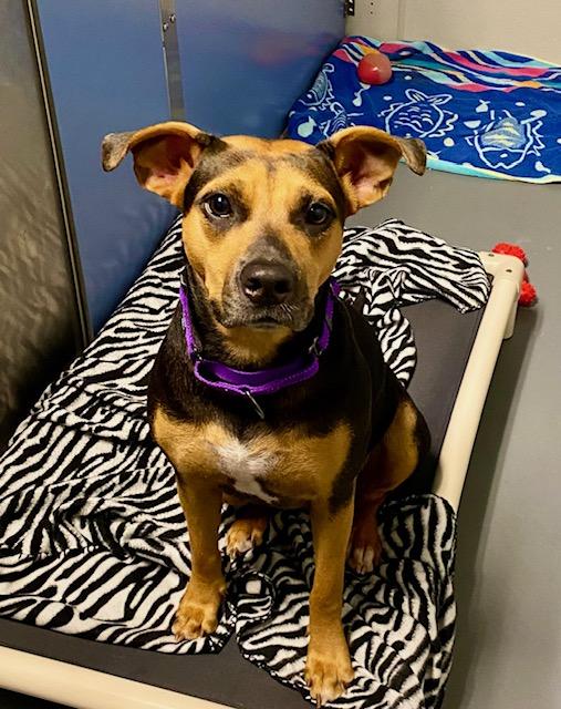 Reese's, a Adoptable Hound in Winter Haven, FL image 6/6